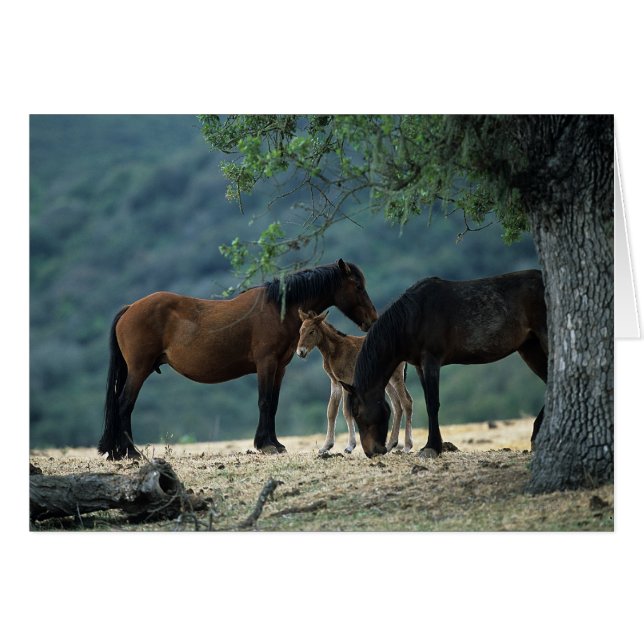 Wild Mustang Mare & Foal (Anverso (Horizontal))