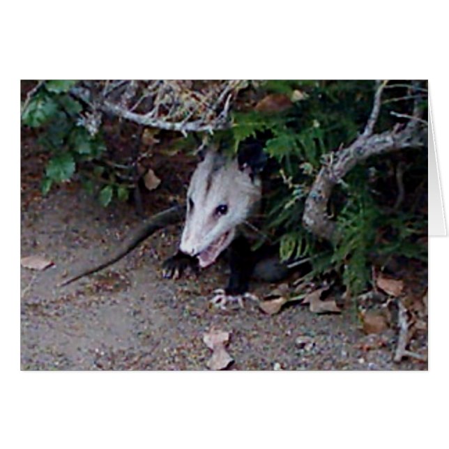 Wild Possum (Anverso (Horizontal))