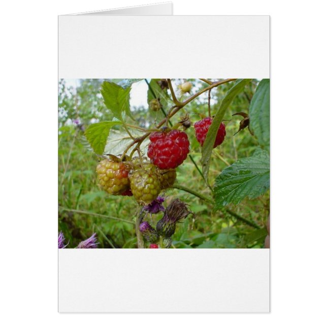 Wild Raspberri (Frente)