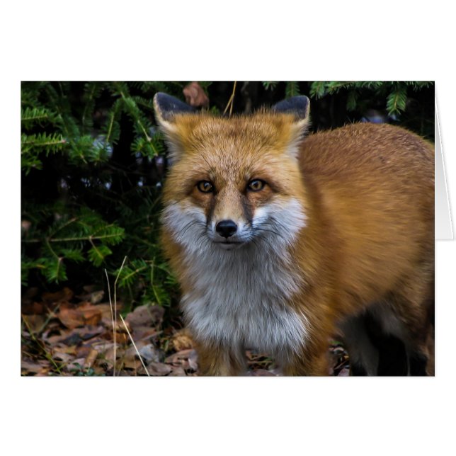 Wild Red Fox (Anverso (Horizontal))