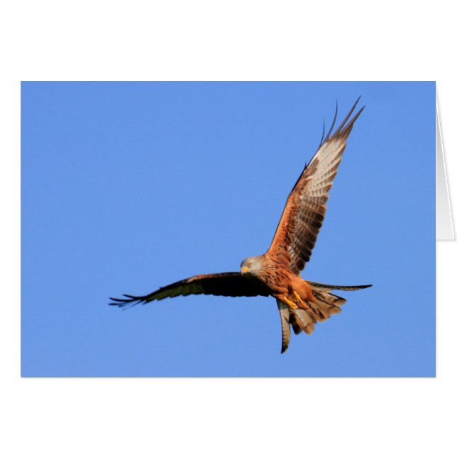 Wild Red Kites (Anverso (Horizontal))