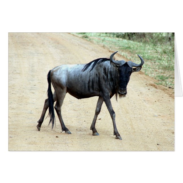 wildebeest delgado (Anverso (Horizontal))