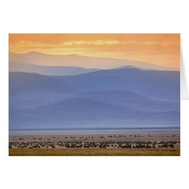 Wildebeest durante la migración, Connochaetes (Anverso (Horizontal))