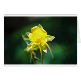 Wildflower amarillo de Columbine