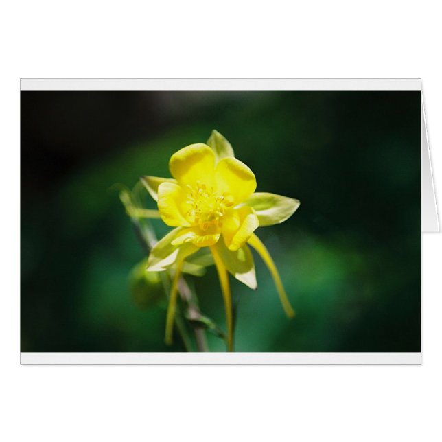 Wildflower amarillo de Columbine (Anverso (Horizontal))