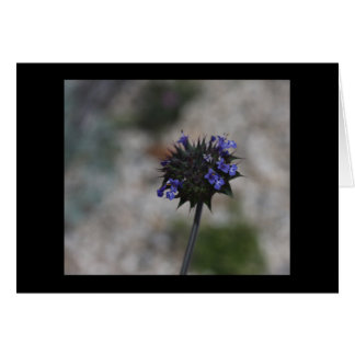 Wildflower Borrego Springs California del desierto