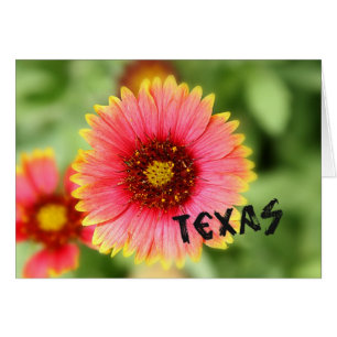 Wildflower de Tejas