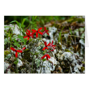 Wildflower rojo en roca