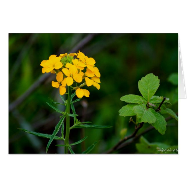 Wildflowers de la primavera (Anverso (Horizontal))