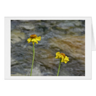Wildflowers de Sierra por la cala de maderas