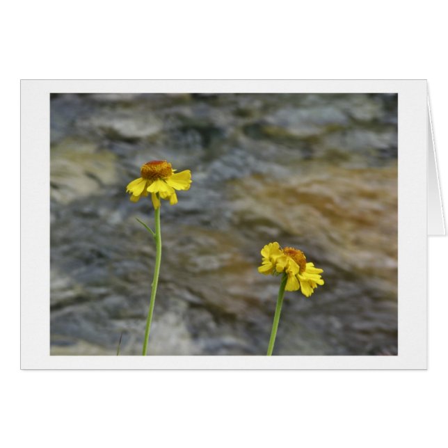 Wildflowers de Sierra por la cala de maderas (Anverso (Horizontal))