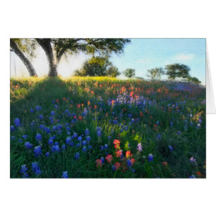 Wildflowers en luz de la tarde