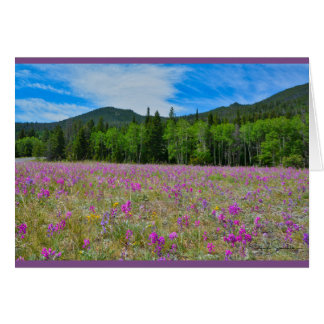 Wildflowers en Parque Nacional de las Montañas
