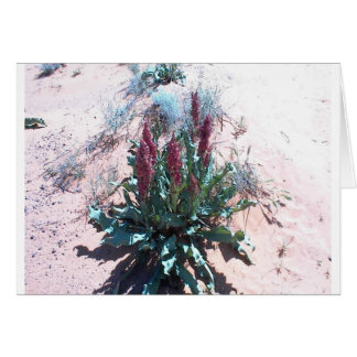 Wildflowers púrpuras