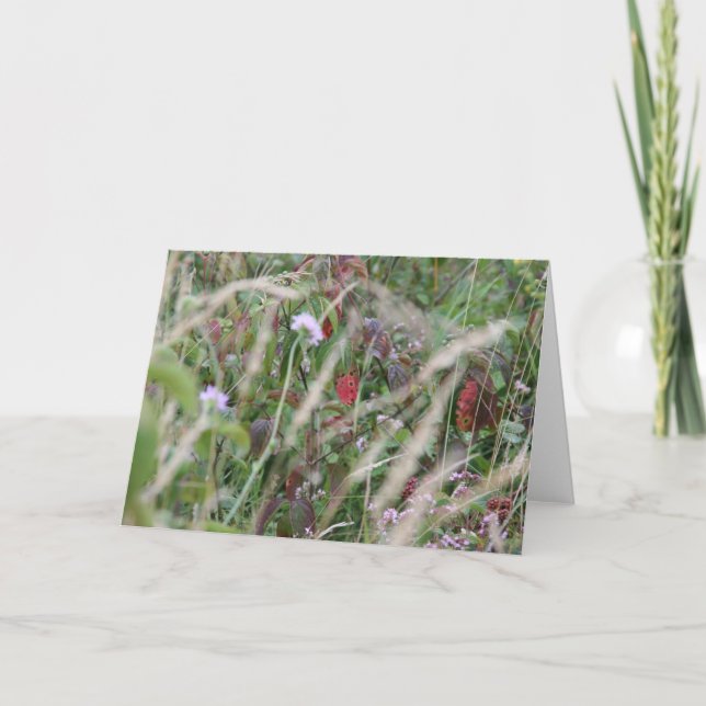 Wildflowers, tarjeta de felicitación de las (Anverso)