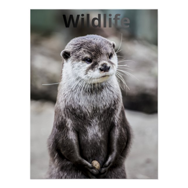 Wildlife Poster (Anverso)