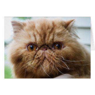 Wilford Up Close y Personal