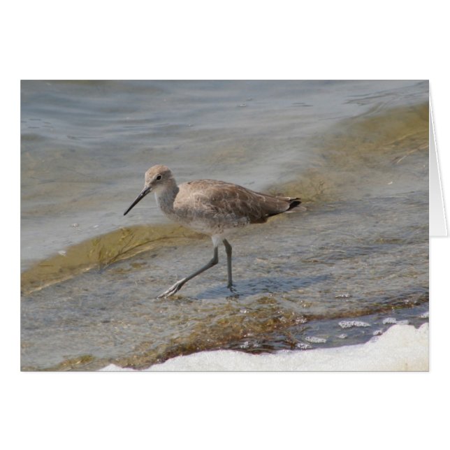 Willet Walking (Anverso (Horizontal))