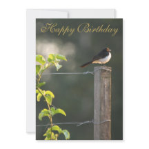 Willie Wagtail Feliz cumpleaños