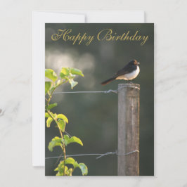 Willie Wagtail Feliz cumpleaños