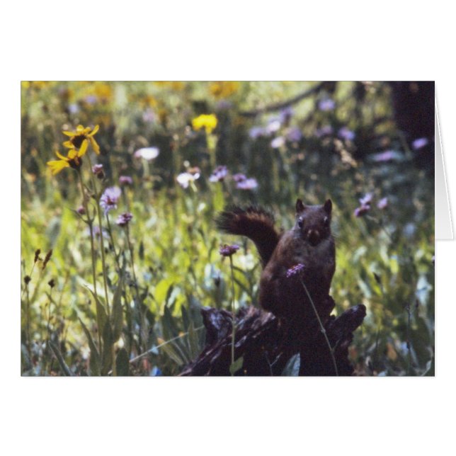 Wind_River_Range_Chickaree (Anverso (Horizontal))