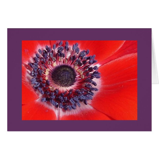 Windflor (Anverso (Horizontal))