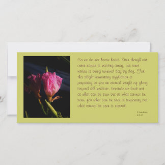 windows cats flores 018.JPG, así que no perdamos..