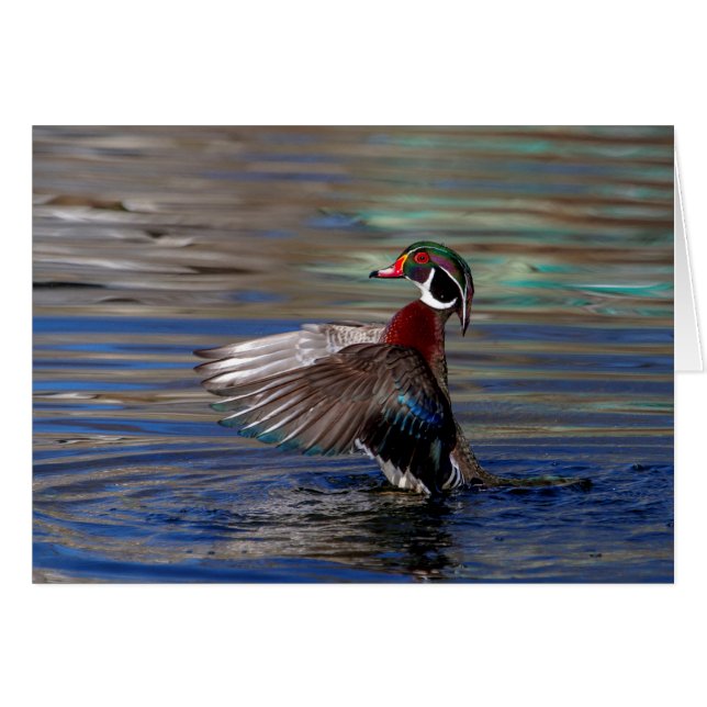 Wing Flapping Wood Duck (Anverso (Horizontal))