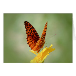 Wings Up - Mariposa Fritillary