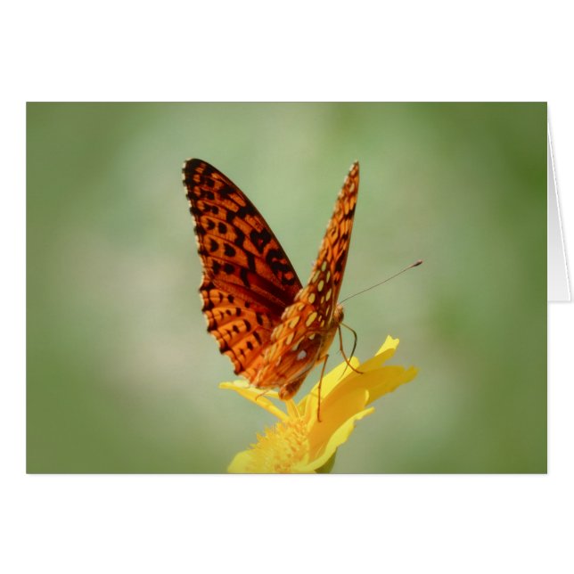 Wings Up - Mariposa Fritillary (Anverso (Horizontal))