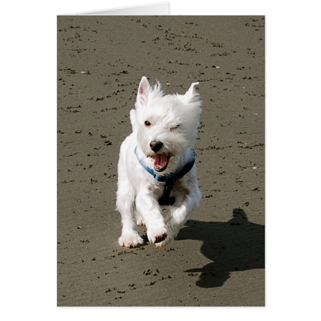 Winking Westie (Frente)