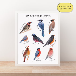 Winter Birds Educational Poster