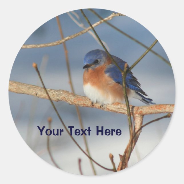 Winter Bluebird Animal Pegatina (Anverso)