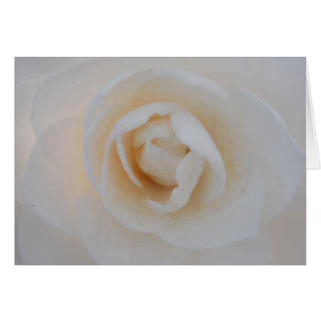 Winter Camellia (Anverso (Horizontal))