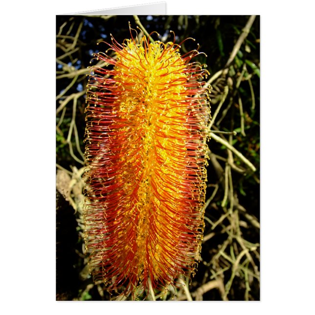 Winter Cheer (Frente)