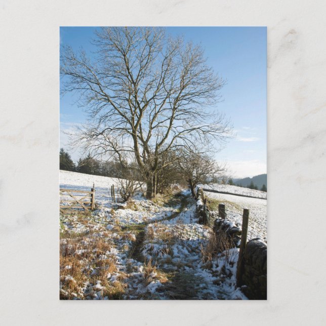 Winter La Tarjeta Forestal Macclesfield (Anverso)