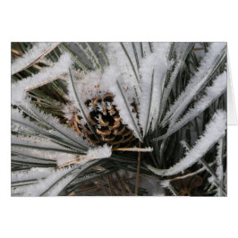 Winter Pine Cone