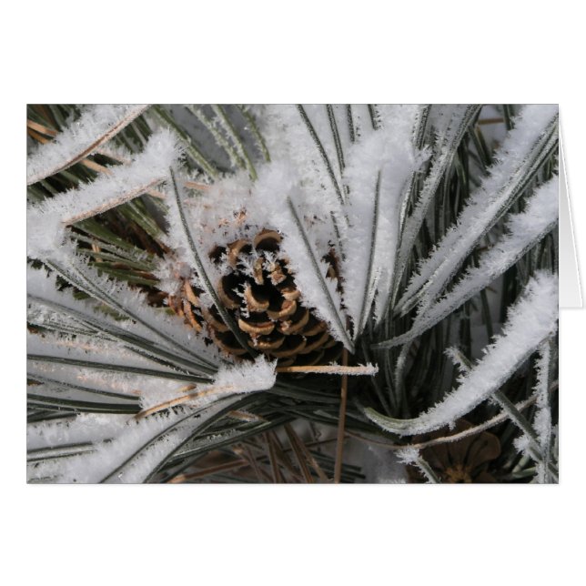 Winter Pine Cone (Anverso (Horizontal))