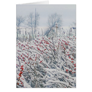 winterberry y cattails