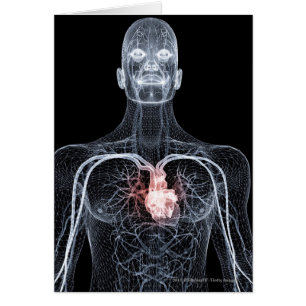 Wireframe de los vasos sanguíneos en el cuerpo