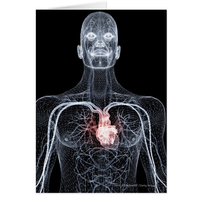 Wireframe de los vasos sanguíneos en el cuerpo (Frente)