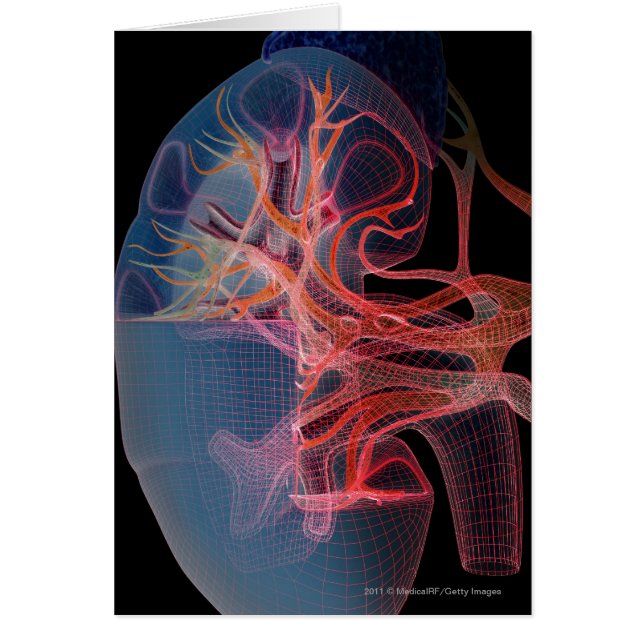 Wireframe del interior de un riñón (Frente)