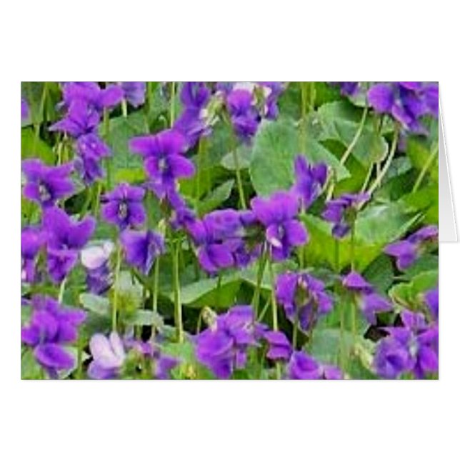 Wisconsin Wood Violets (Anverso (Horizontal))
