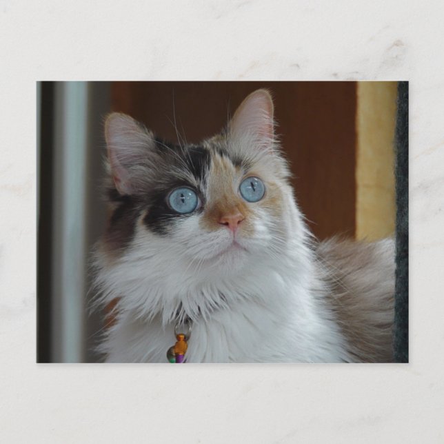 Wisdom busca postal (Anverso)