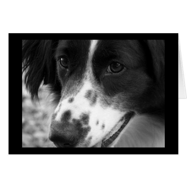 Wise Dog (Anverso (Horizontal))