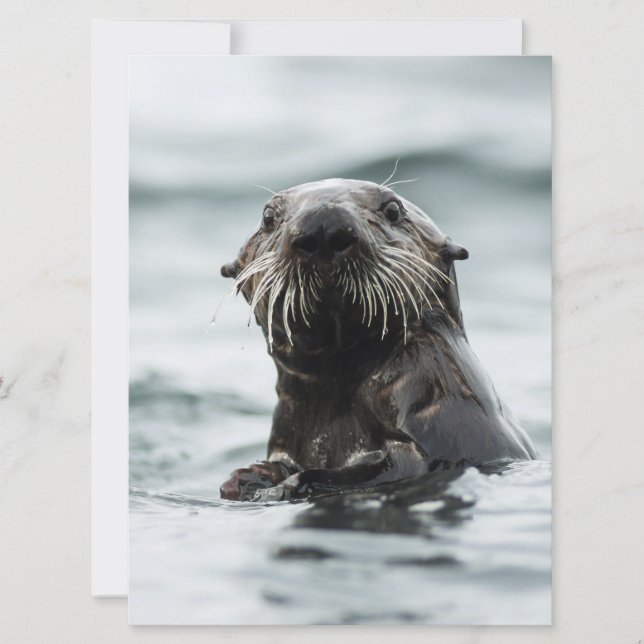Wise Otter (Anverso)