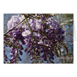Wisteria