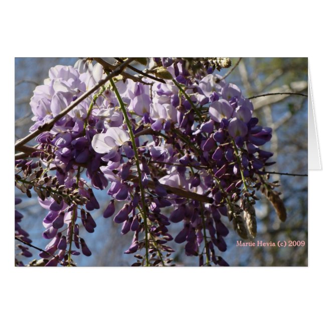 Wisteria (Anverso (Horizontal))