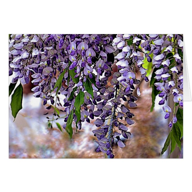 Wisteria (Anverso (Horizontal))