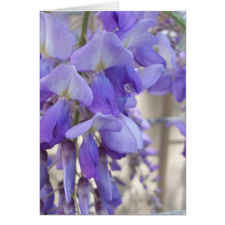 Wisteria
